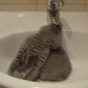 ANIMALES DIVERTIDOS 26