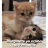 Michis tiernos hechos de amor 7