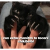 Michis tiernos hechos de amor 15