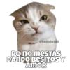 Gatitos Ocurrencias. 12