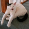 ANIMALES DIVERTIDOS 24