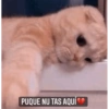 Gatitos 16