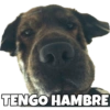 PERRITO CUTE 19
