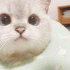 ✨🌸gatito blanco🌸✨ 17