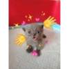 Peek a boo animals 🐶🐱🦊🐻🐯🦁🦈 20