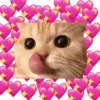 Gatitos Ocurrencias. 13