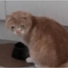 Gatos tristes 27
