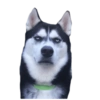 Memes de cachorros 11