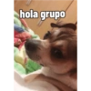 Juanito Chihuahua 10