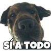 PERRITO CUTE 17