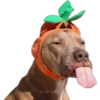 Funny pets 13