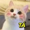 MEMES PRA VOCÊ ✨ 11