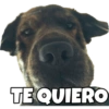 PERRITO CUTE 16