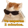 Gatitos Ocurrencias. 17