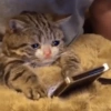 ANIMALES DIVERTIDOS 18