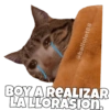 Gatitos Ocurrencias. 21