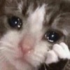 Gatos tristes 23