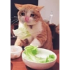 Gatos tristes 30
