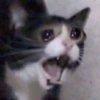 ANIMALES DIVERTIDOS 15