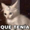 🐱 El Gatito Tuyo Que Tenía 😿 5