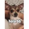 Juanito Chihuahua 12