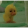 Bebek 20