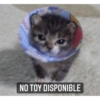 Gatitos 10