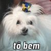 🐱🐾🐶 irl pets ll 🐶🐾🐱 17