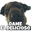 PERRITO CUTE 14