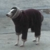 ANIMALES DIVERTIDOS 21