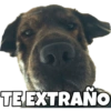 PERRITO CUTE 12
