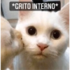 Gatitos 17
