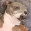 ANIMALES DIVERTIDOS 12