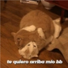 Michis tiernos hechos de amor 9