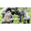 Goril 11