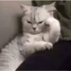 ANIMALES DIVERTIDOS 16