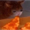 Gatos tristes 29
