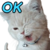 GATINHOS EXPRESSIVOS 😸 15