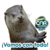 SOMOS CAR DE CORAZÓN 💚 9