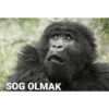 Goril 14