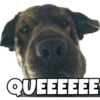 PERRITO CUTE 18