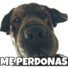 PERRITO CUTE 13
