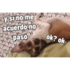 Juanito Chihuahua 13