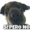 PERRITO CUTE 20