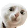 🐱🐾🐈 Cats ll 🐈🐾🐱 27