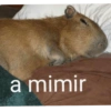 Carpinchos 13
