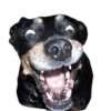 Memes de cachorros 10