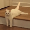 ANIMALES DIVERTIDOS 28