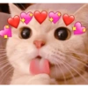 🐱🐾🐈 Cats ll 🐈🐾🐱 23