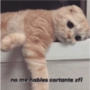 Michis tiernos hechos de amor 24